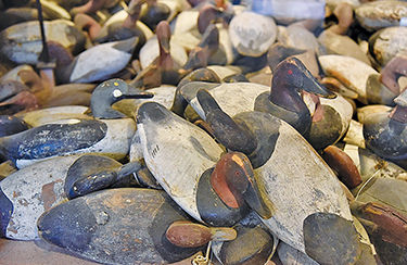 Recent large rafts of canvasbacks a feast for birders’ eyes, not gourmets’ tables